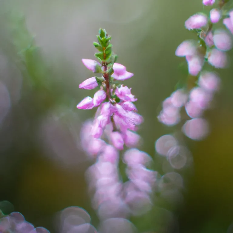 Descubra a Beleza da Calluna Vulgaris: Tudo o que Você Precisa Saber!