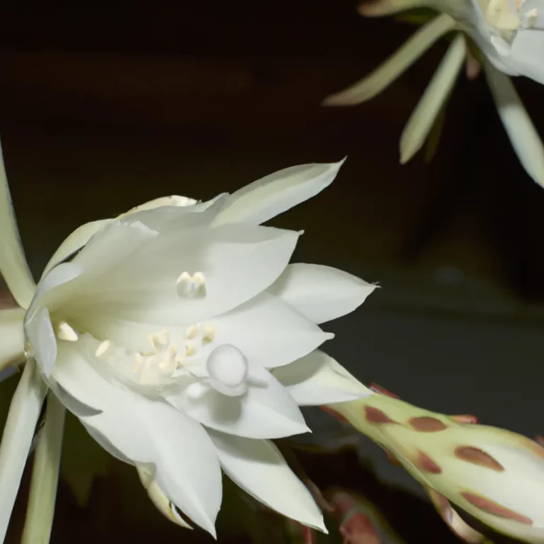 Fotos Epiphyllum Phyllanthus Scaled