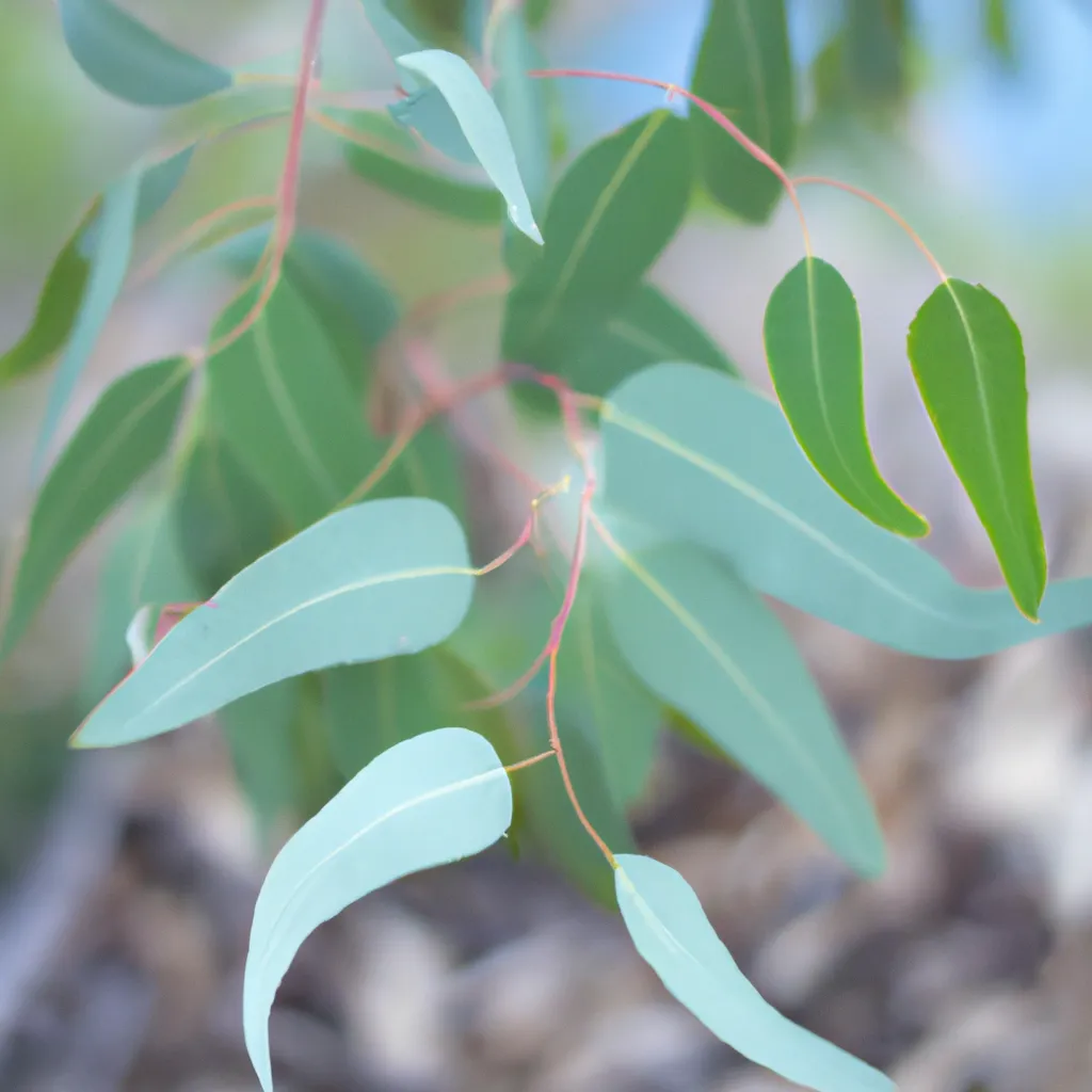 Fotos Eucalyptus Gunnii