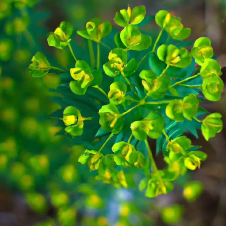 Fotos Euphorbia Cyparissias Scaled
