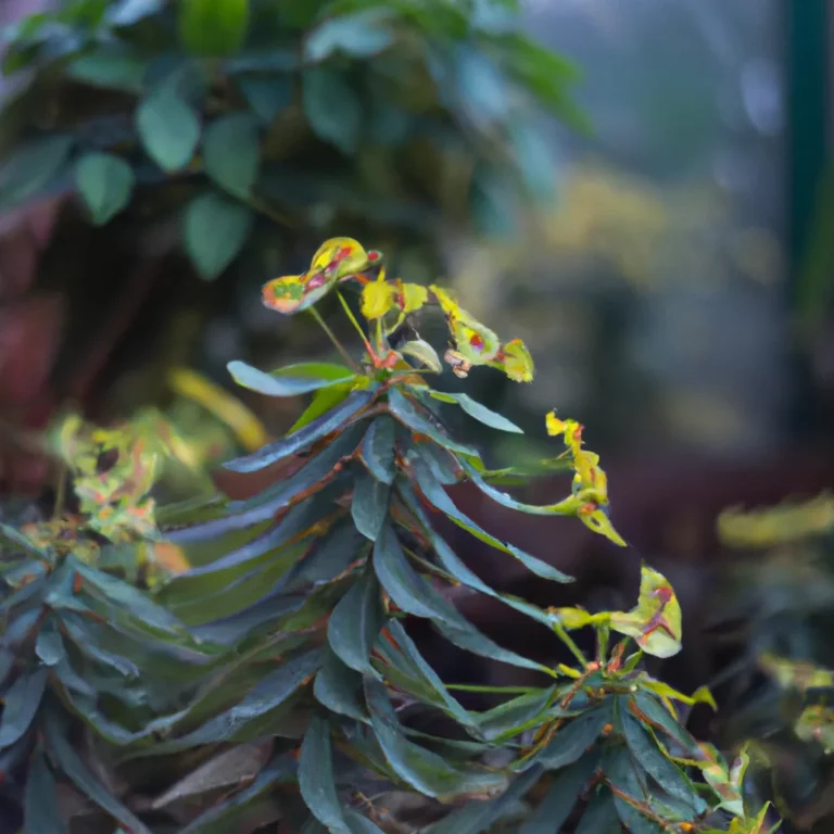 Fotos Euphorbia Helioscopia Scaled