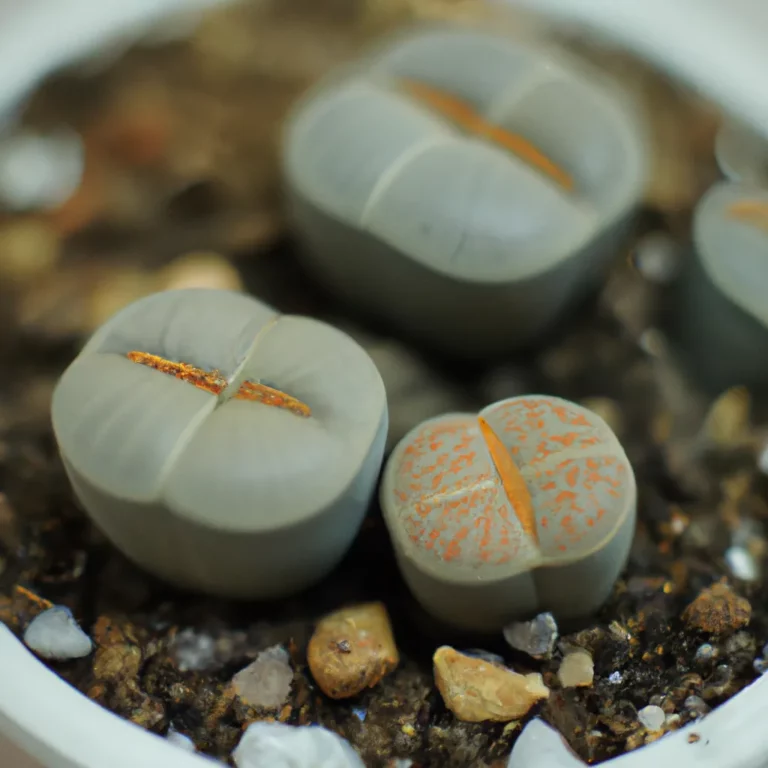 Fotos Lithops Fulviceps Scaled
