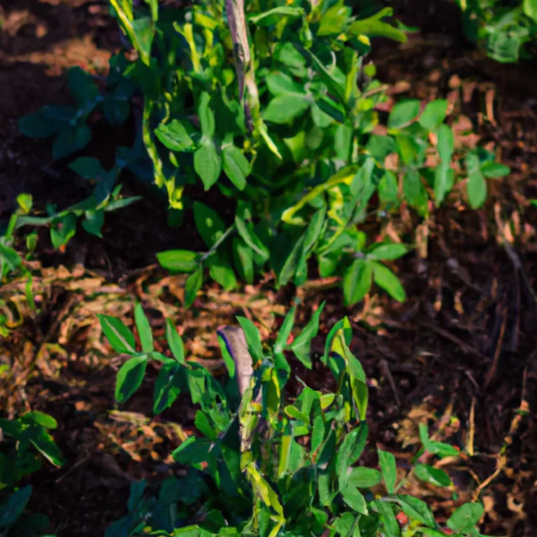 Fotos Os Beneficios Da Plantacao De Leguminosas Para Melhorar O Solo Do Seu Jardim Scaled