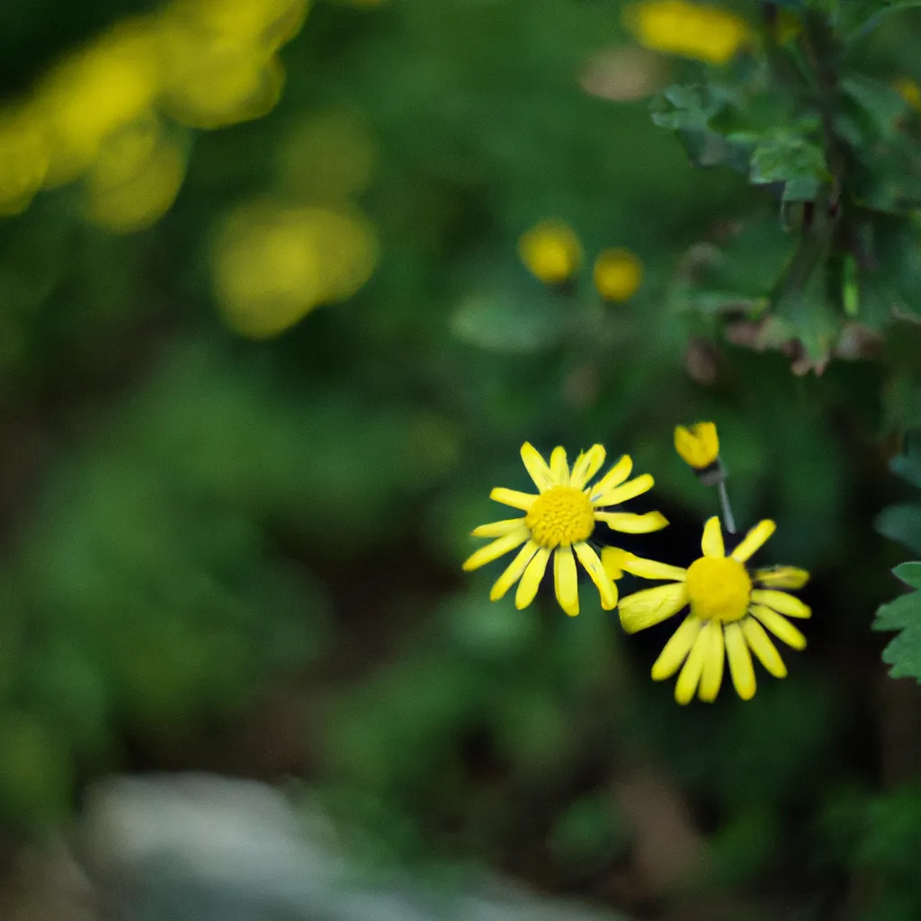 Descubra a Beleza do Senecio Vitalis: Dicas de Cultivo e Cuidados 1 Descubra a Beleza do Senecio Vitalis: Dicas de Cultivo e Cuidados
