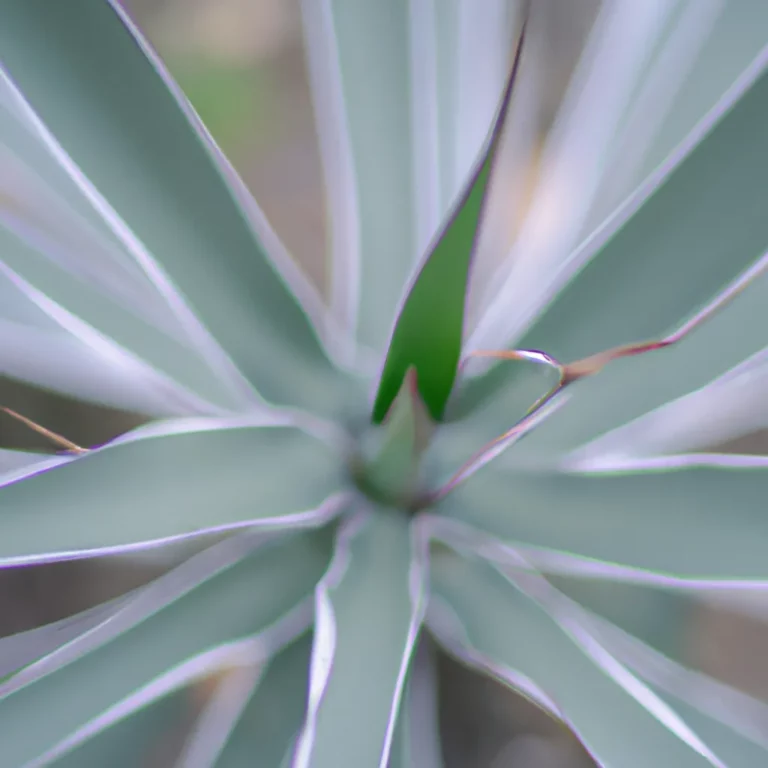 Fotos Yucca Aloifolia Scaled