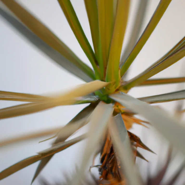 Fotos Yucca Filamentosa Scaled