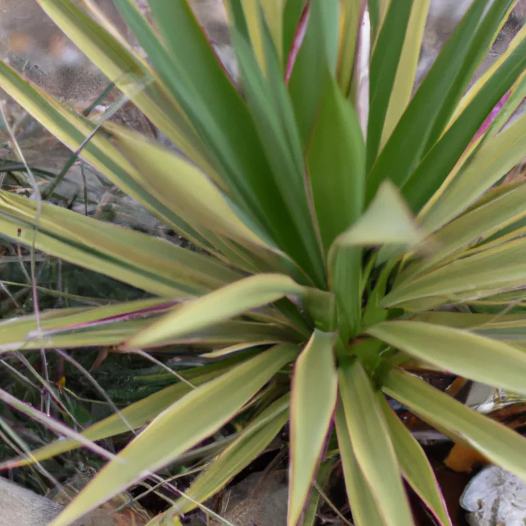 Fotos Yucca Rostrata Scaled