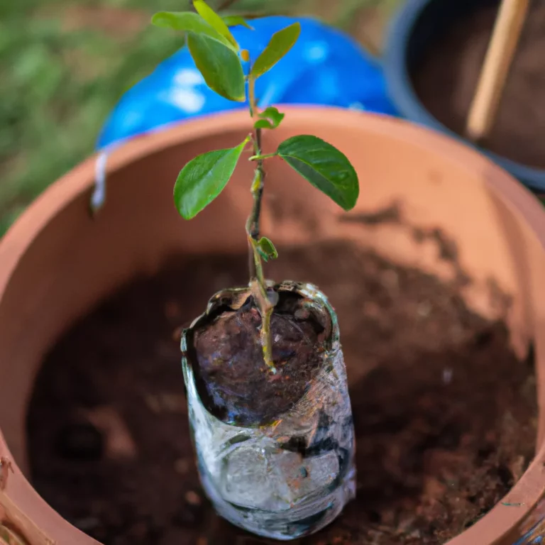 Fotos Como Plantar Kiwi Casal Scaled
