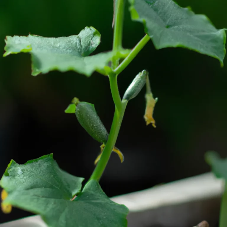 Fotos Como Plantar Pepino Scaled