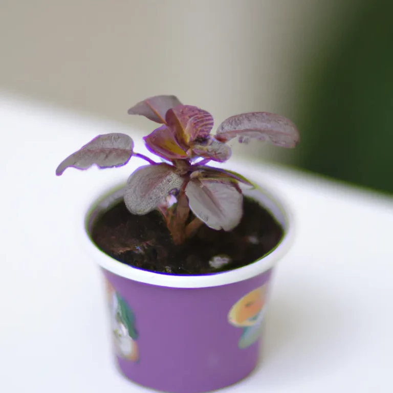 Fotos Como Plantar Violeta Pela Folha Scaled