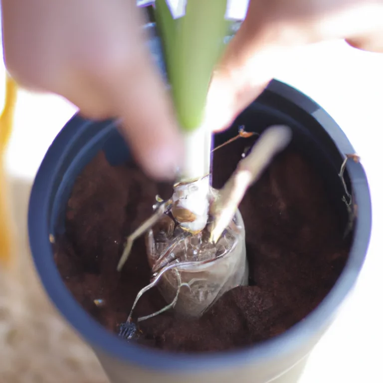 Fotos Como Plantar Yucca Em Vaso Scaled