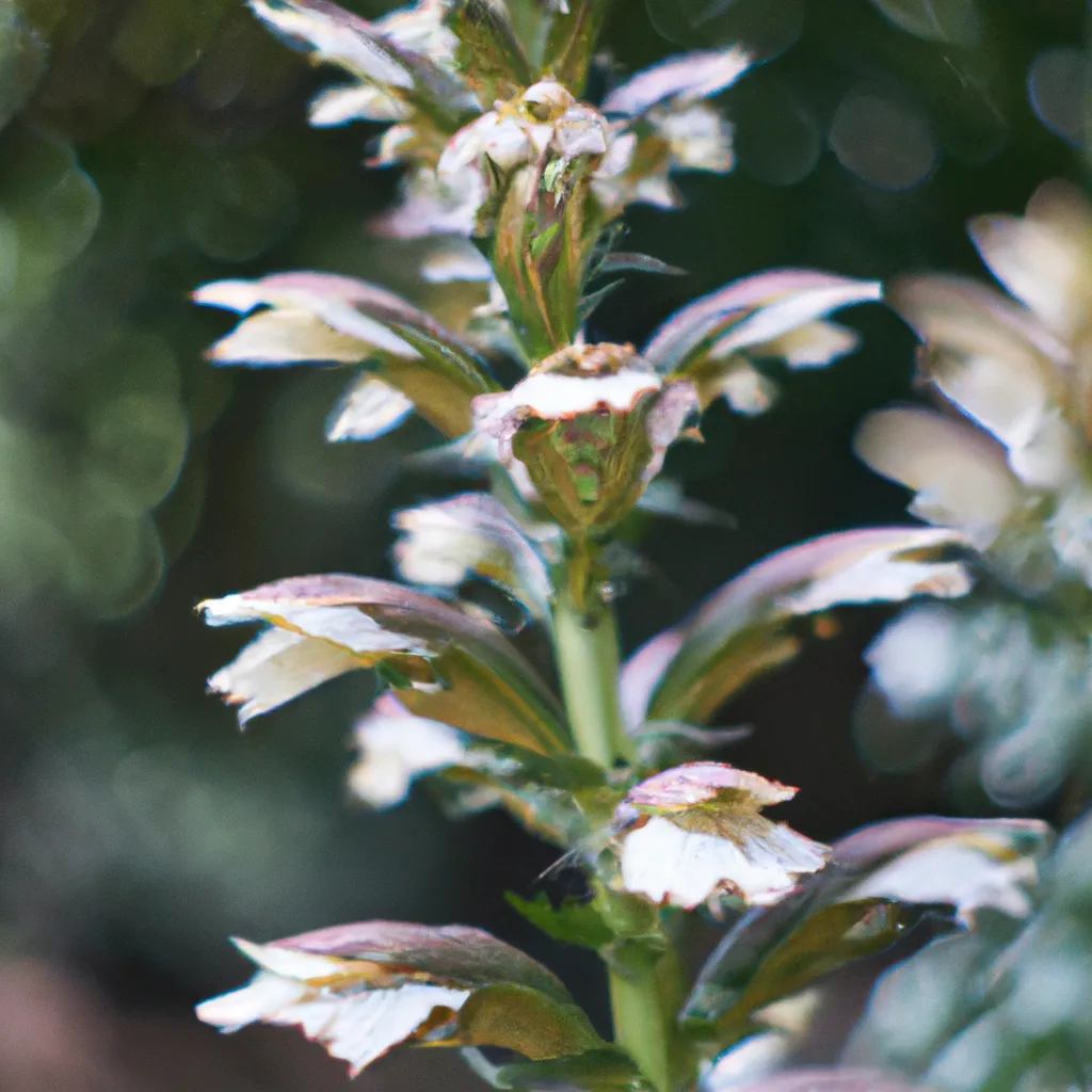 Descubra a Beleza Exótica da Acanthus Mollis 5 Descubra a Beleza Exótica da Acanthus Mollis 4