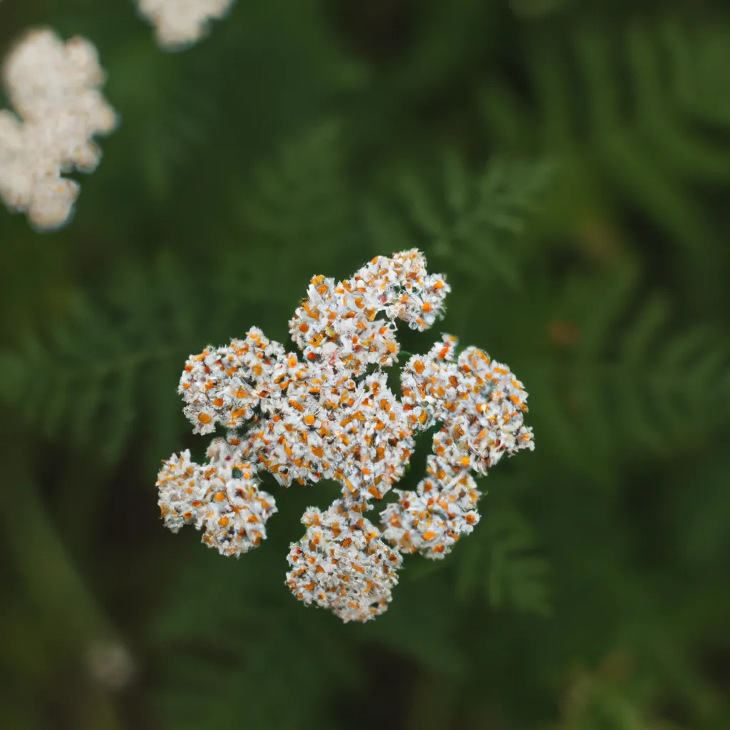 Descubra os Benefícios da Achillea Millefolium 4