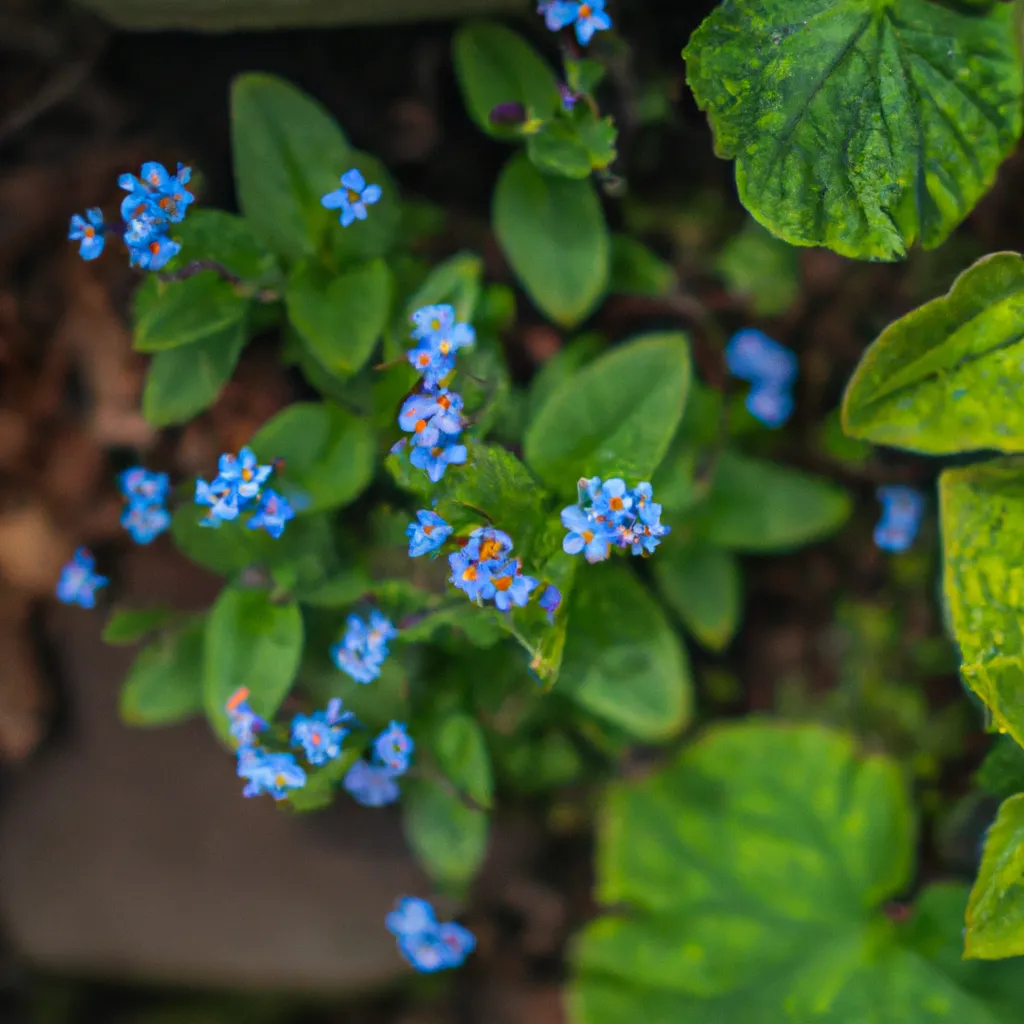 Beleza Encantadora da Brunnera Macrophylla 4