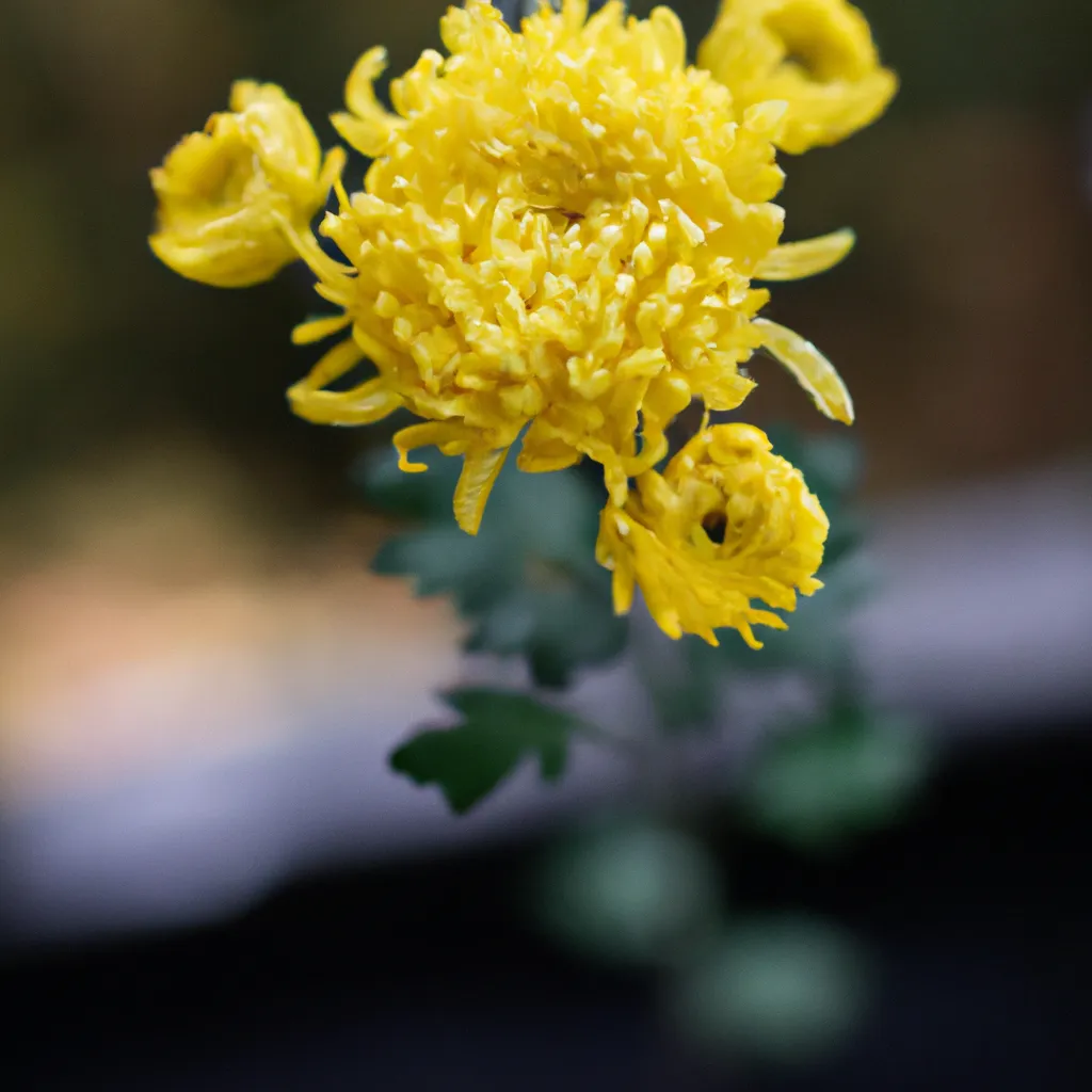 Ideias Chrysanthemum Morifolium