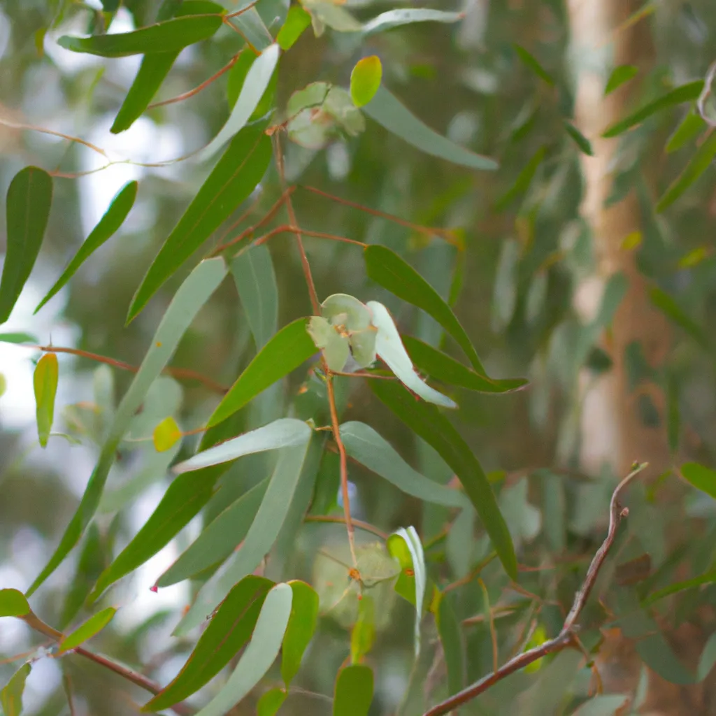 Ideias Eucalyptus Globulus