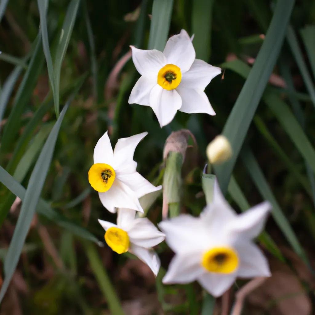 Ideias Narcissus Tazetta