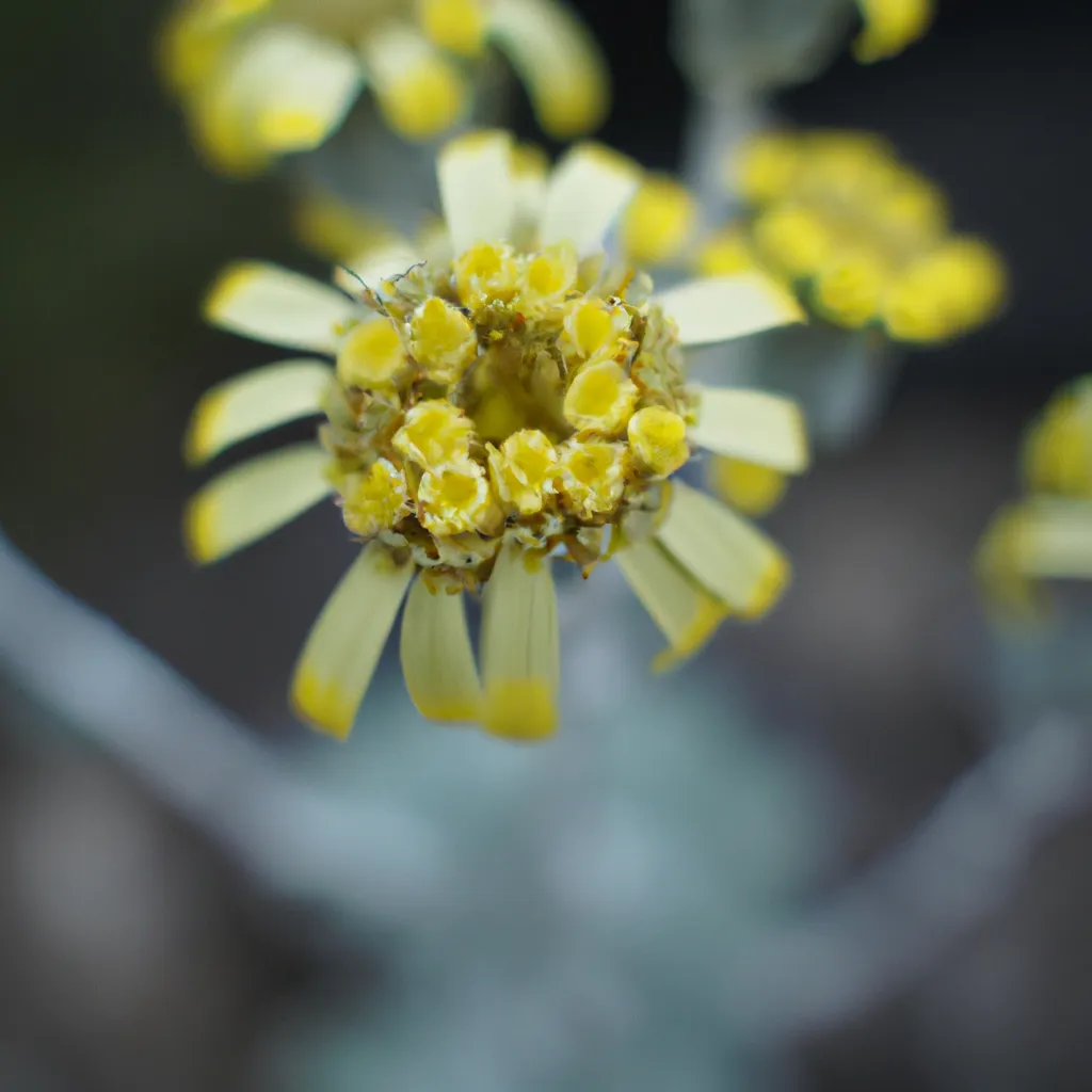 Descubra a Beleza Exótica de Senecio Herreianus 5 Descubra a Beleza Exótica de Senecio Herreianus 4