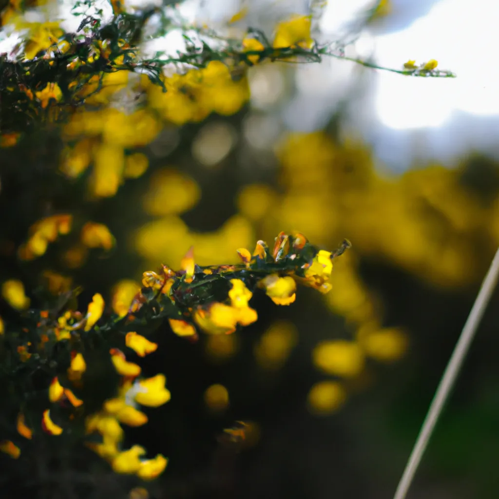 Desvendando os Mistérios da Planta Ulex Gallii 4