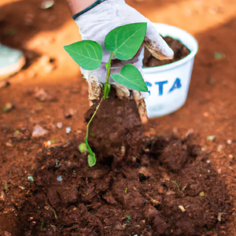 A Melhor Lua Para Plantar Feijão: Guia Completo 1 A Melhor Lua Para Plantar Feijão: Guia Completo