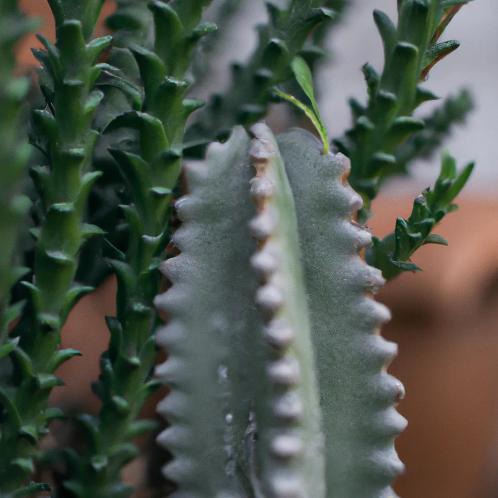 Descubra a Fascinante Alluaudia Procera: A Árvore da Vida 6