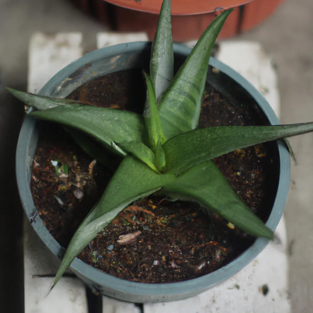 Descubra os Benefícios da Aloe Mitriformis 7 Descubra os Benefícios da Aloe Mitriformis 6