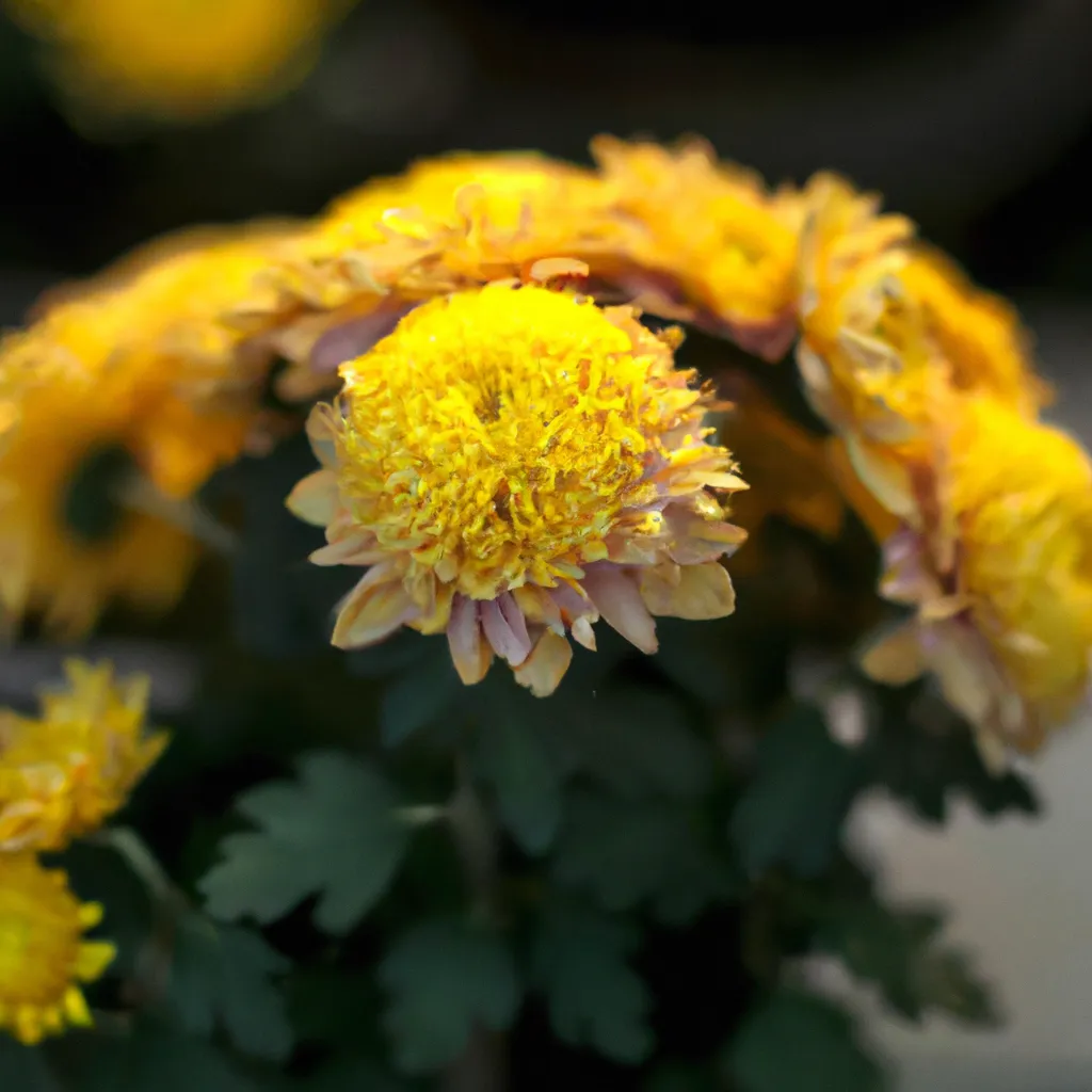 Imagens Chrysanthemum Morifolium