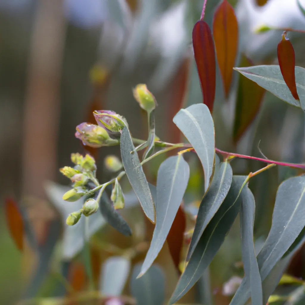 Imagens Eucalyptus Pauciflora
