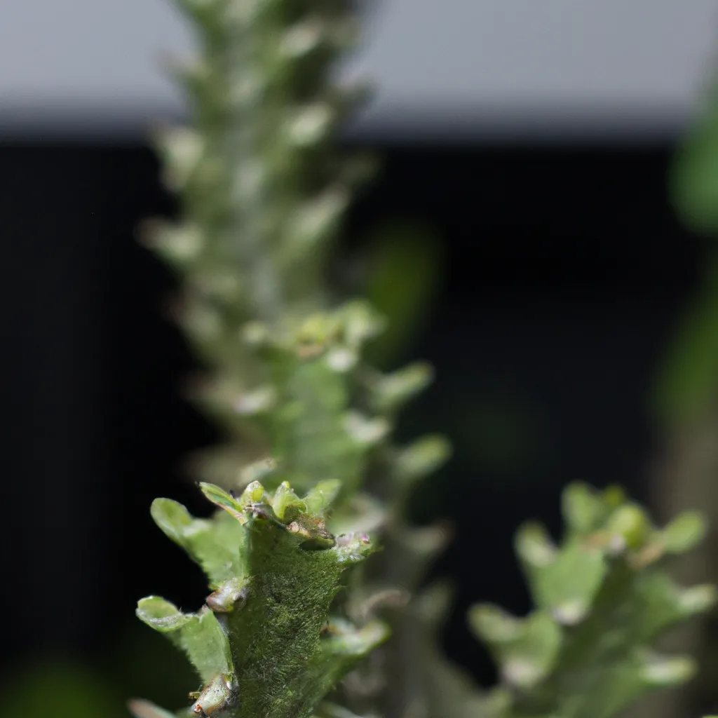 Imagens Euphorbia Epithymoides 1