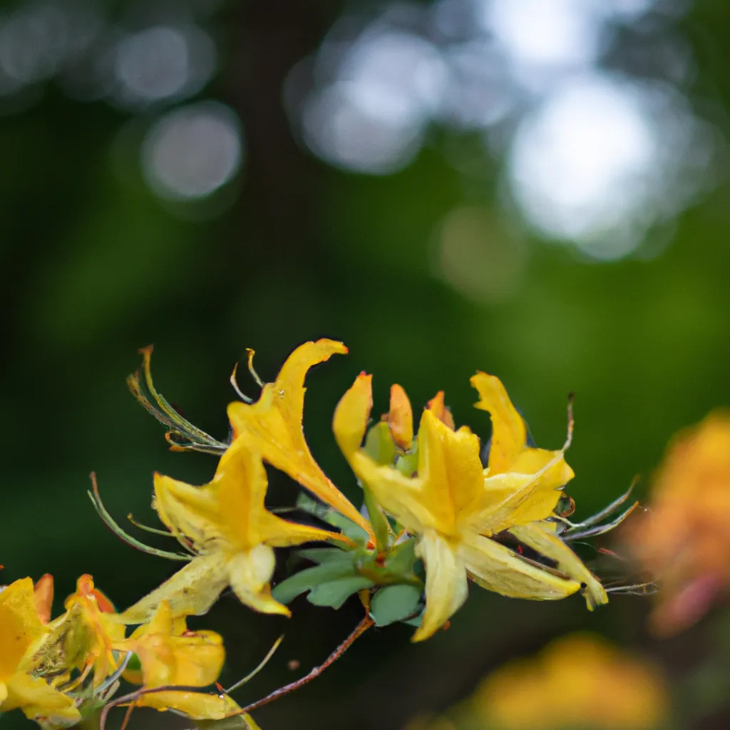 Descubra a Beleza Exótica do Rhododendron Luteum 7 Descubra a Beleza Exótica do Rhododendron Luteum 6