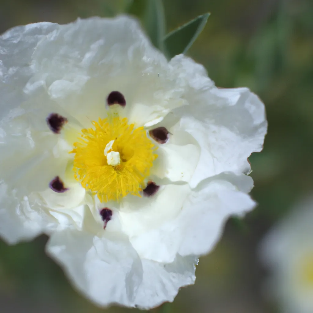 Descubra a Beleza da Flor de Romneya Coulteri 6