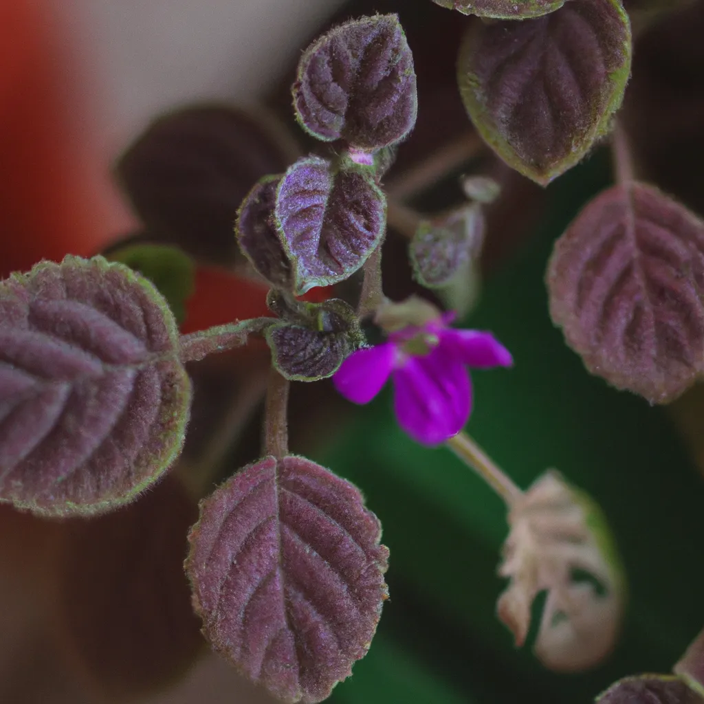 Imagens Como Plantar Violeta Pela Folha