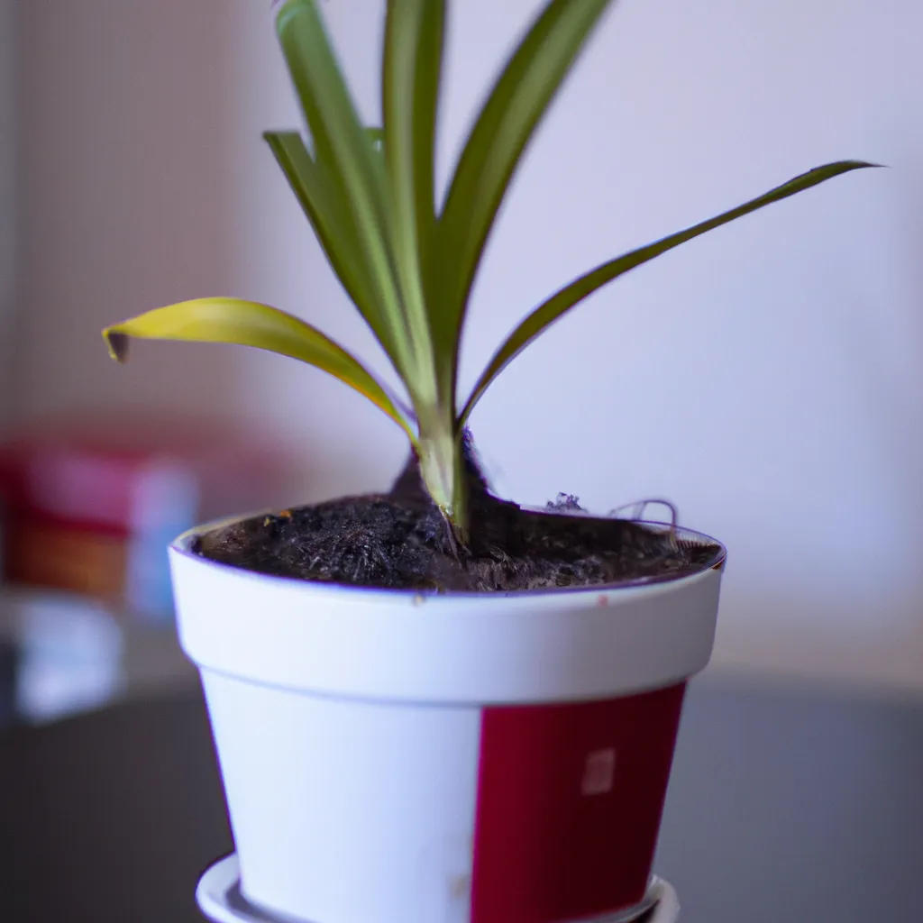 Imagens Como Plantar Yucca Em Vaso
