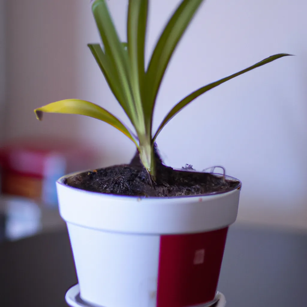 Descubra os Segredos para Plantar Yucca em Vaso! 7 Descubra os Segredos para Plantar Yucca em Vaso! 6