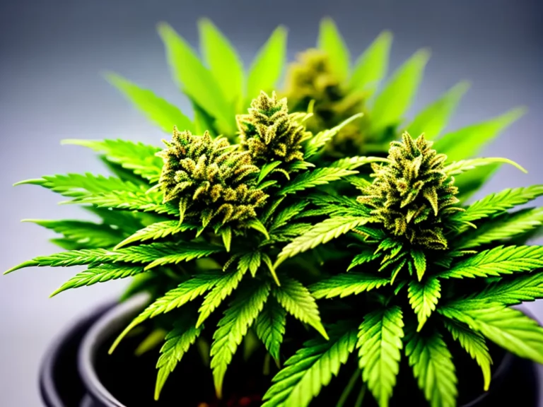 Fotos Clonagem De Plantas E A Industria Da Cannabis Avancos E Inovacoes Scaled