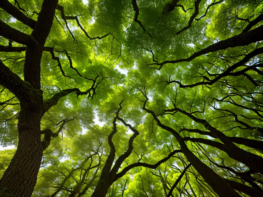Explorando os Habitats do Dicranum Scoparium