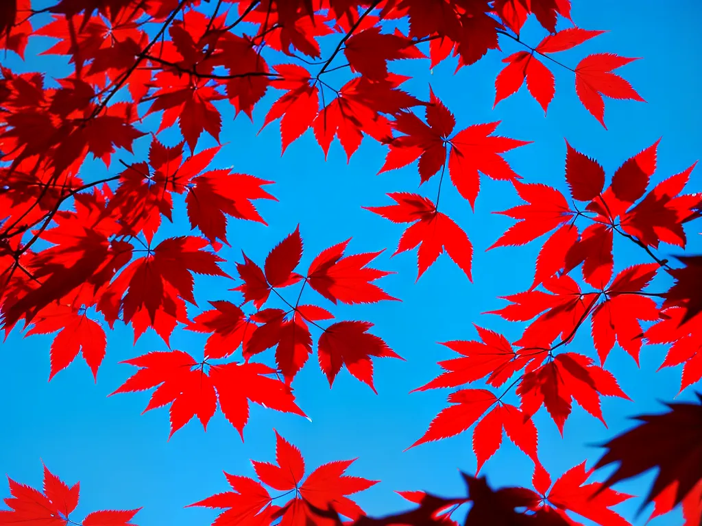 Planta Acer Palmatum Atropurpureum Acer Japones Bordo Japones Vermelho